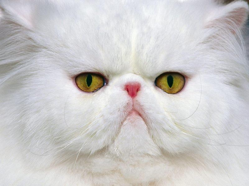 Elegant Eyes, White Persian (Cat); DISPLAY FULL IMAGE.