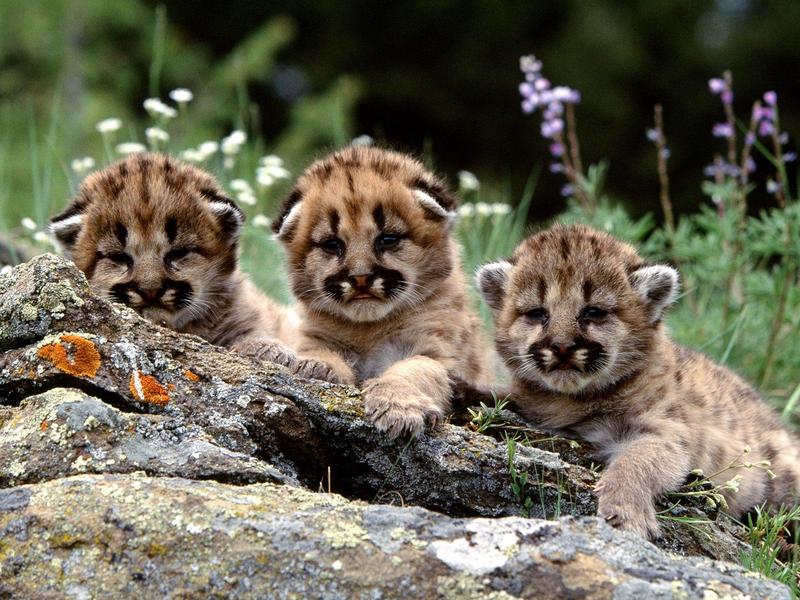 Enjoying the Show, Mountain Lion Cubs (Baby Cougars); DISPLAY FULL IMAGE.
