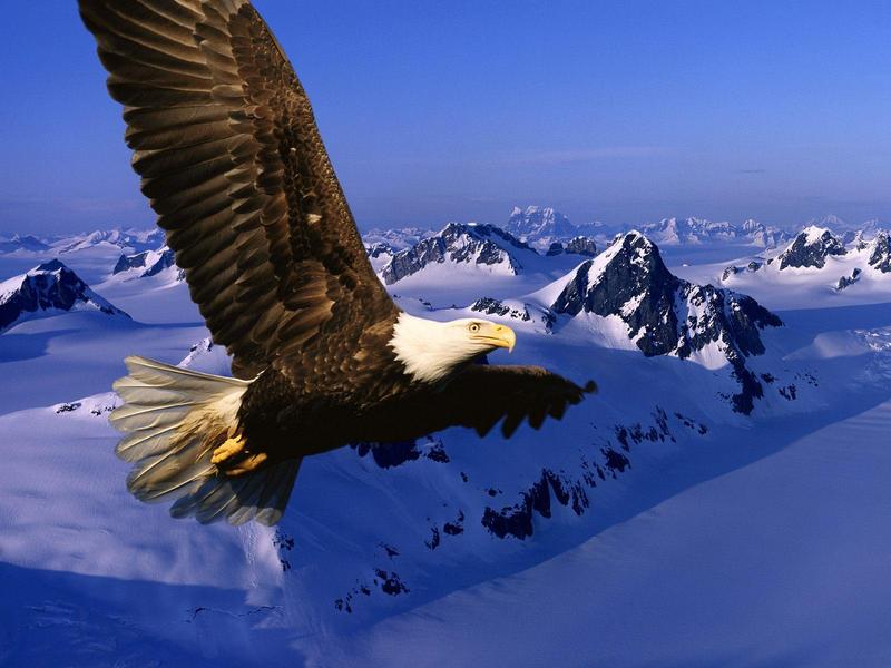 Bald Eagle in Flight; DISPLAY FULL IMAGE.