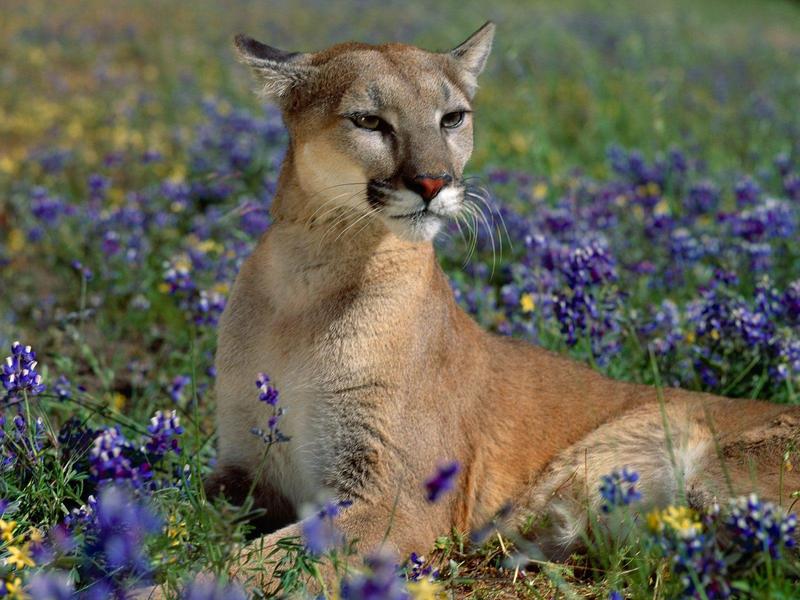 Fragrant Wildflowers Cougar; DISPLAY FULL IMAGE.