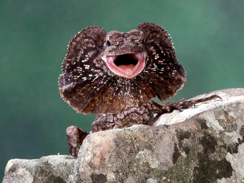 Frilled Lizard; DISPLAY FULL IMAGE.