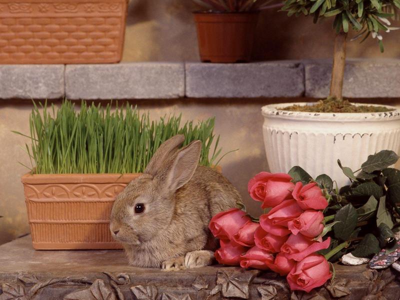 Garden Hare (Rabbit); DISPLAY FULL IMAGE.