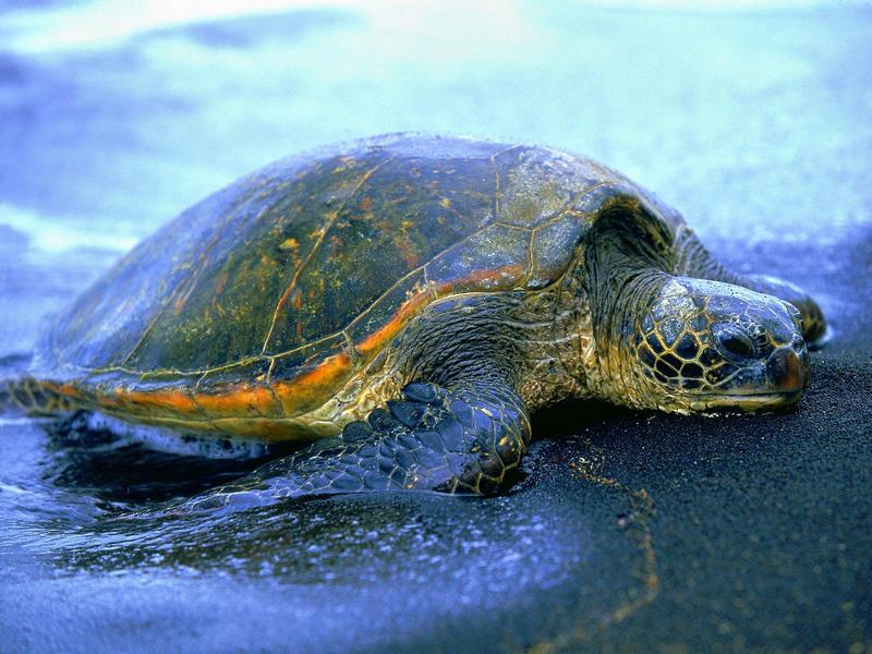 Hawaiian Sea Turtle; DISPLAY FULL IMAGE.