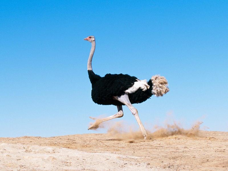 I'm Late, Black Feathered Ostrich; DISPLAY FULL IMAGE.