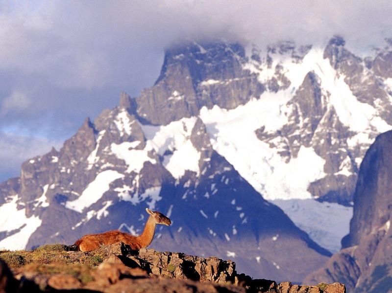 Guanaco, Lama guanicoe, Torres del Paine, Chile (Llama); DISPLAY FULL IMAGE.