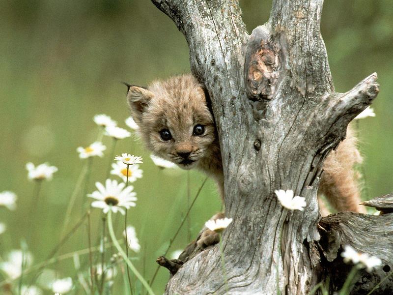 (Canadian) Lynx Cub; DISPLAY FULL IMAGE.