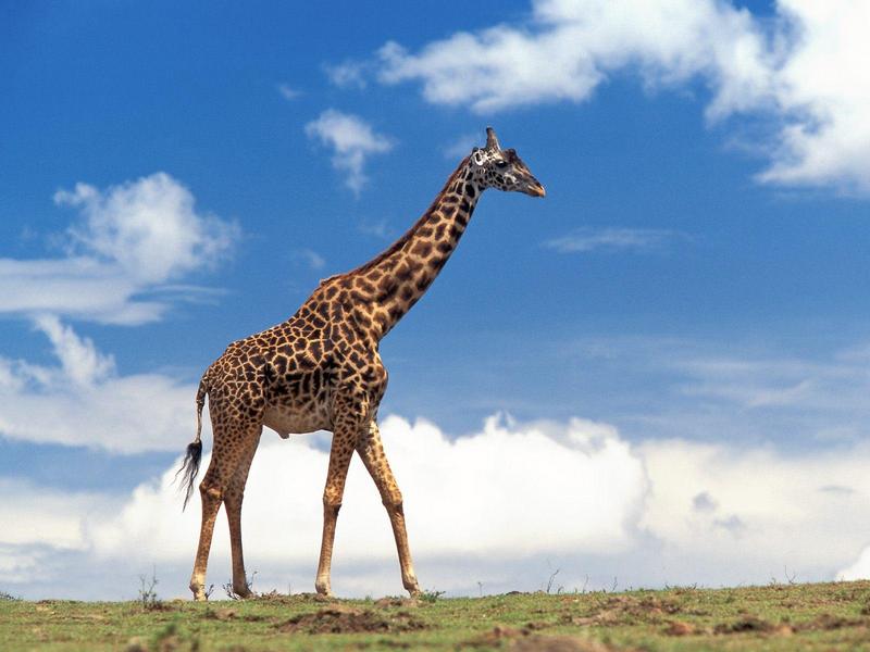 Masai Giraffe, Masai Mara, Kenya; DISPLAY FULL IMAGE.