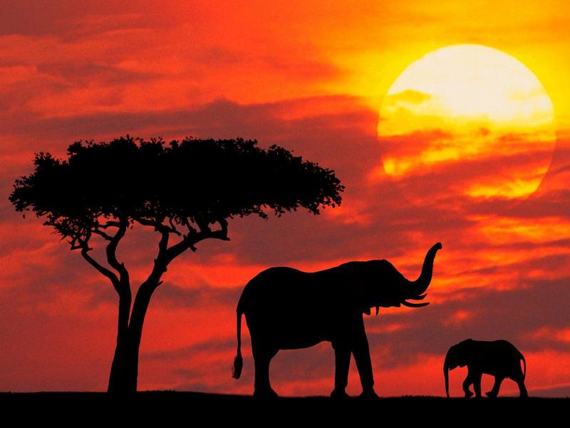 Mother and Baby Silhouetted at Sunrise, Kenya (African Elephants); DISPLAY FULL IMAGE.