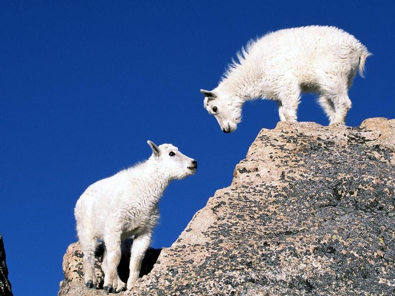 Rocky Mountain Goat Kids; DISPLAY FULL IMAGE.
