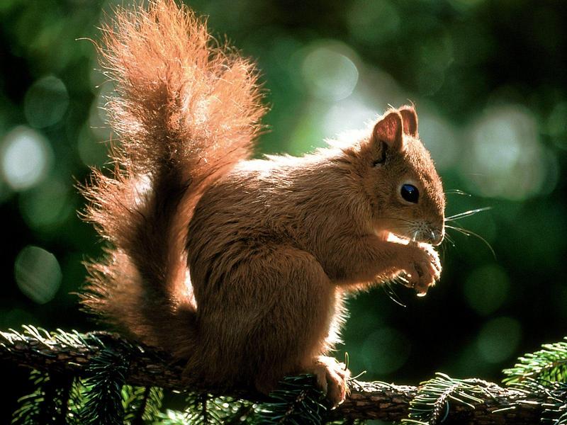 Munch Time (American Red Squirrel); DISPLAY FULL IMAGE.