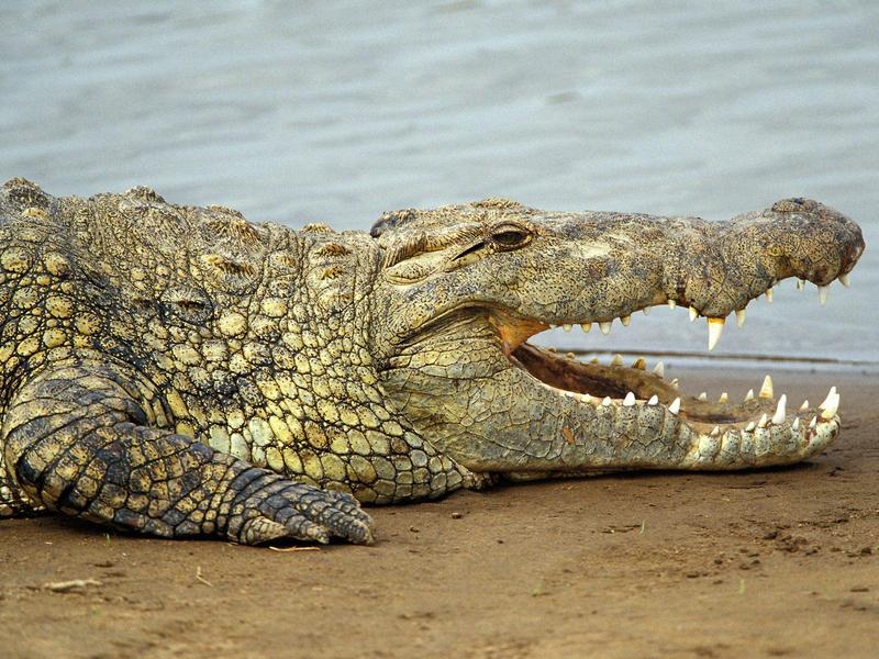 Nile Crocodile, Masai Mara, Kenya; DISPLAY FULL IMAGE.