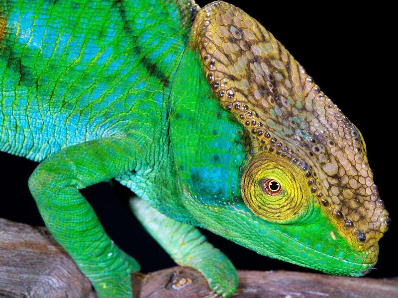Parson's Chameleon, Madagascar; DISPLAY FULL IMAGE.