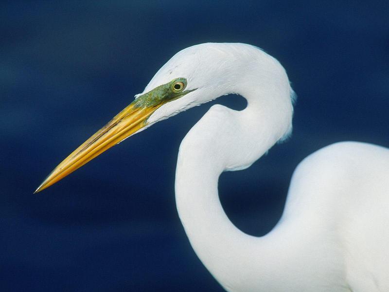 Perfect Form, Great Egret; DISPLAY FULL IMAGE.