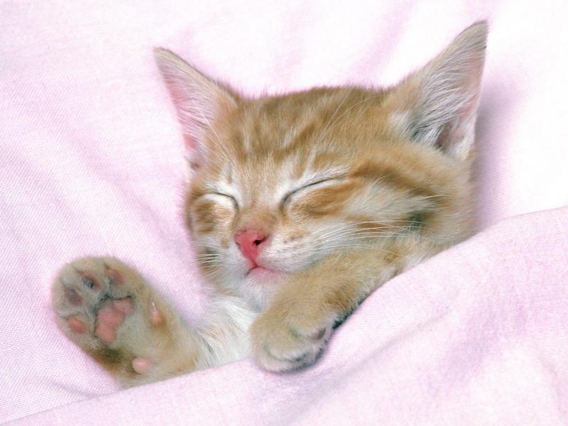 Pink Dreams (Kitten); DISPLAY FULL IMAGE.