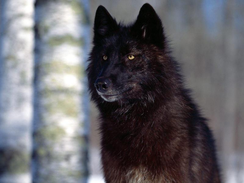 Predatory Eyes, Black Wolf; DISPLAY FULL IMAGE.