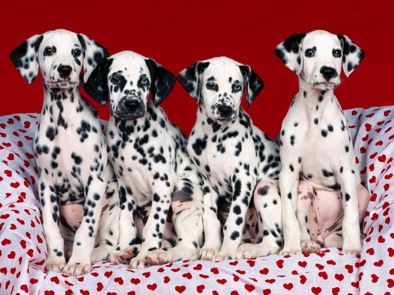 Puppy Love (Dalmatian Dogs); DISPLAY FULL IMAGE.