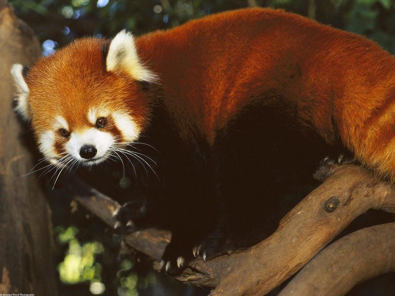 Red Panda; DISPLAY FULL IMAGE.