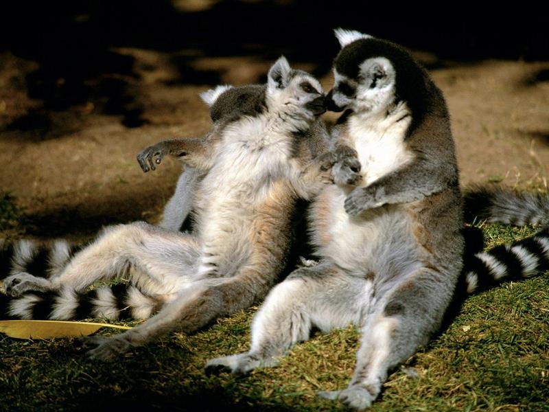 Ring-tailed Lemur Love; DISPLAY FULL IMAGE.