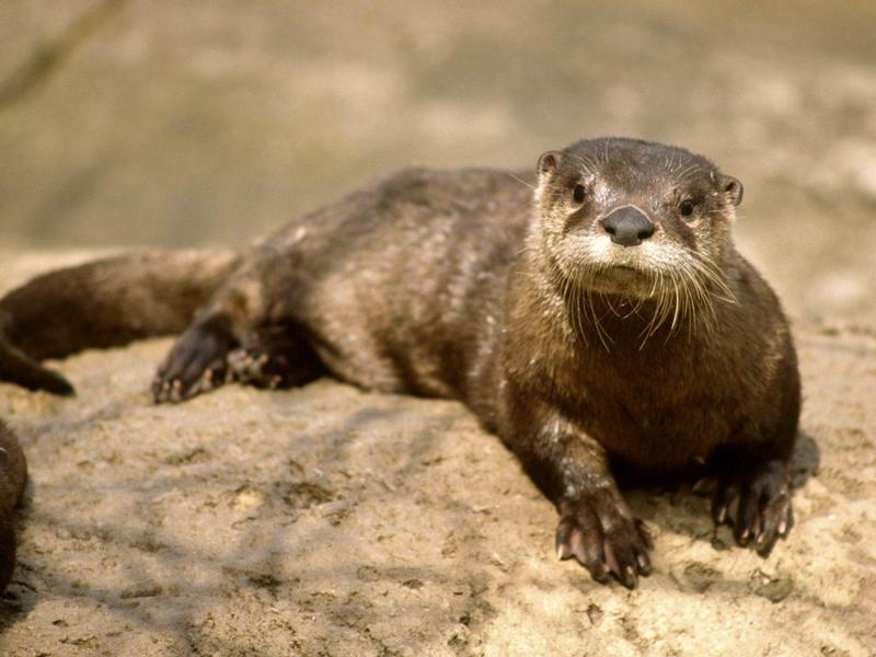 North American River Otter, Nashville, Tennessee; DISPLAY FULL IMAGE.