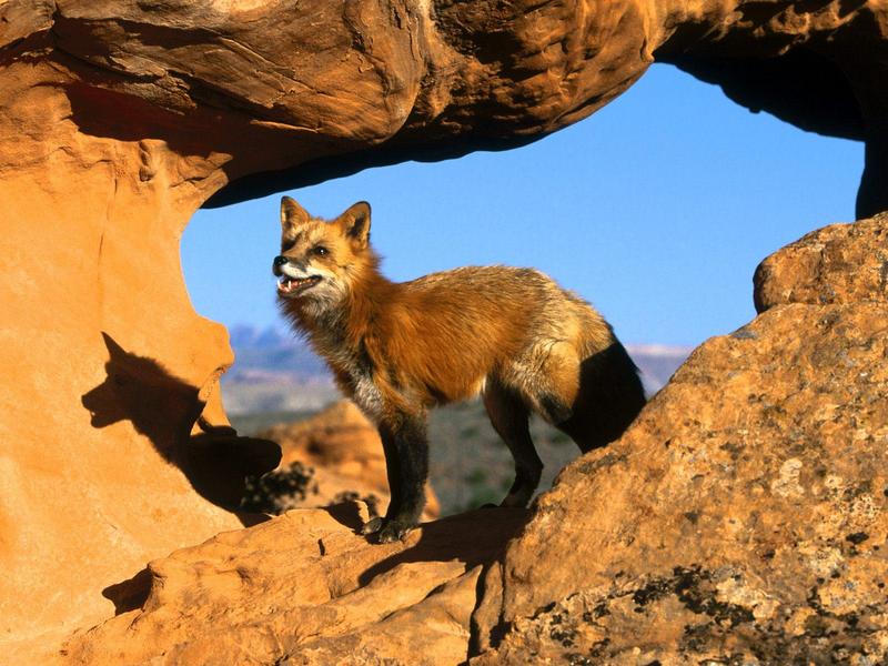 Rocky Habitat, Red Fox; DISPLAY FULL IMAGE.