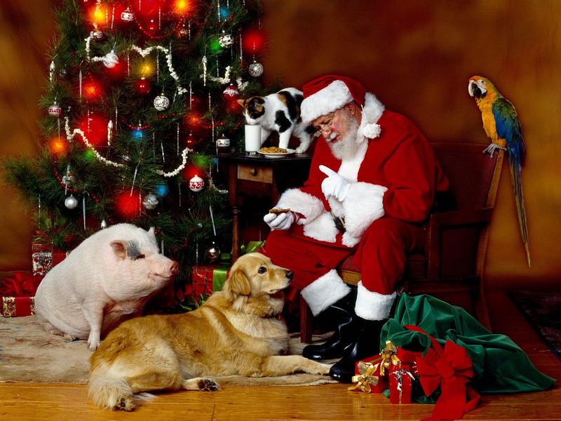 Santa's Helpers (Pig, Dog, Macaw); DISPLAY FULL IMAGE.