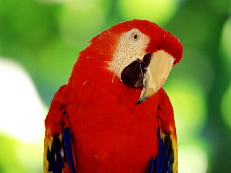 Scarlet Macaw; DISPLAY FULL IMAGE.