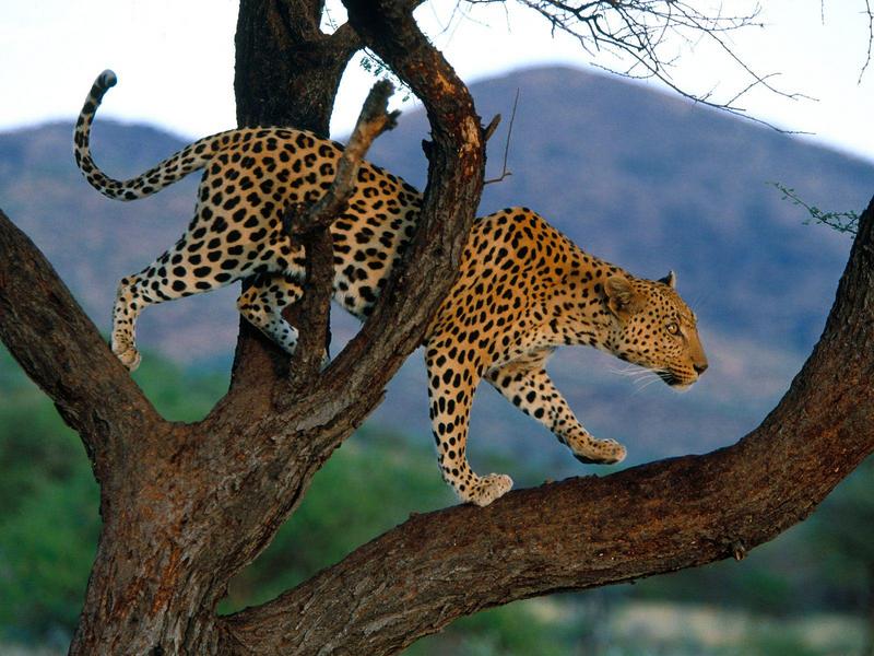 Scouting Dinner, African Leopard, Africa; DISPLAY FULL IMAGE.