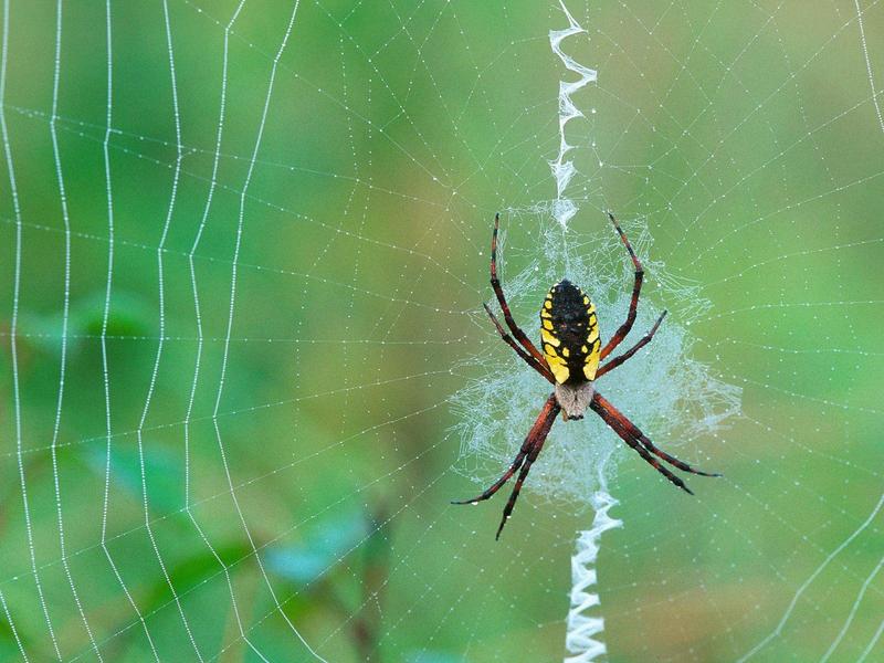 Spinning a Web, Argiope Spider; DISPLAY FULL IMAGE.