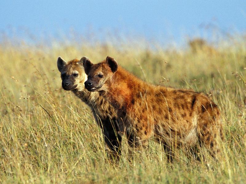 Spotted Hyenas, Masai Mara, Kenya; DISPLAY FULL IMAGE.
