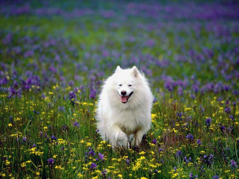 Summer Play, Samoyed (Dog); DISPLAY FULL IMAGE.