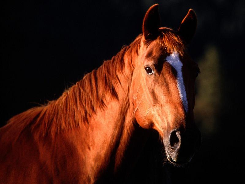 Sunset Profile, Quarter Horse; DISPLAY FULL IMAGE.