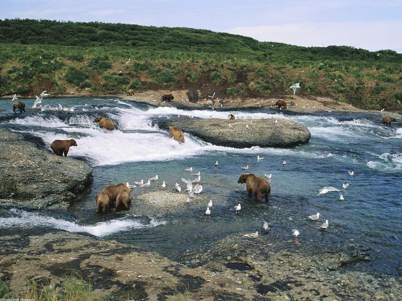 The Gathering, McNeil River, Alaska (Brown Bears and Gulls); DISPLAY FULL IMAGE.