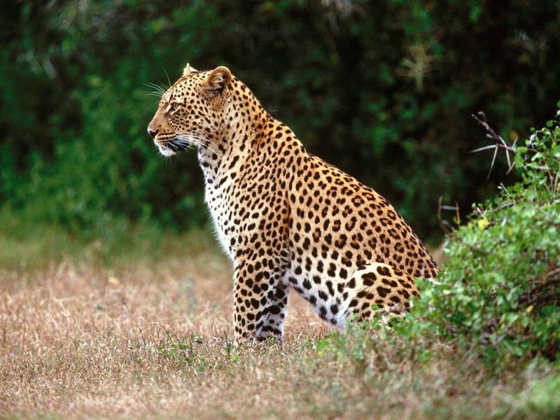 The Lookout, African Leopard; DISPLAY FULL IMAGE.