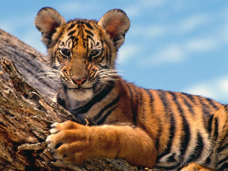 Tiger Cub; DISPLAY FULL IMAGE.