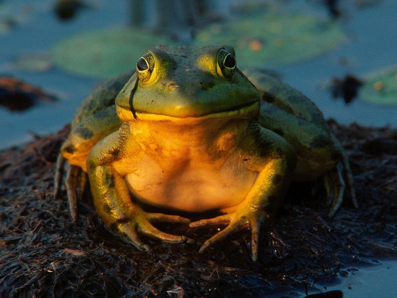 Total Contentment, Bullfrog; DISPLAY FULL IMAGE.