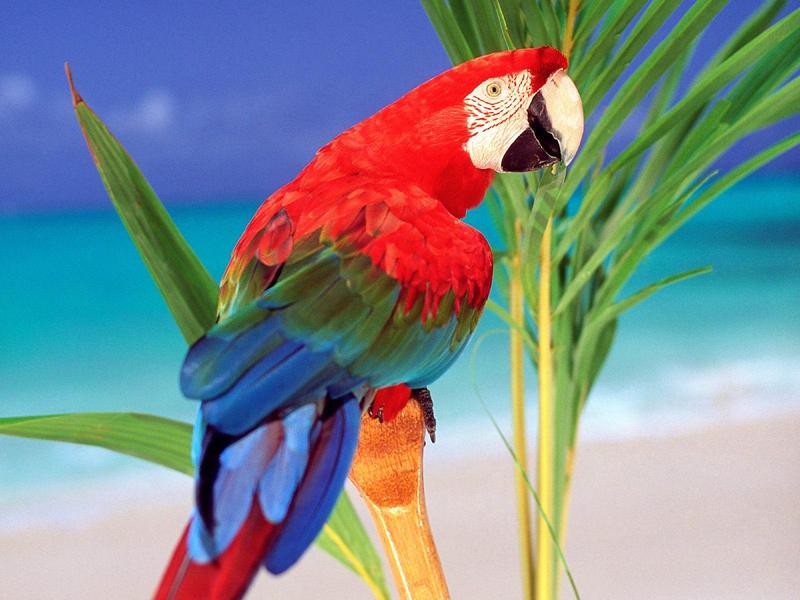 Tropical Colors (Green-winged Macaw); DISPLAY FULL IMAGE.
