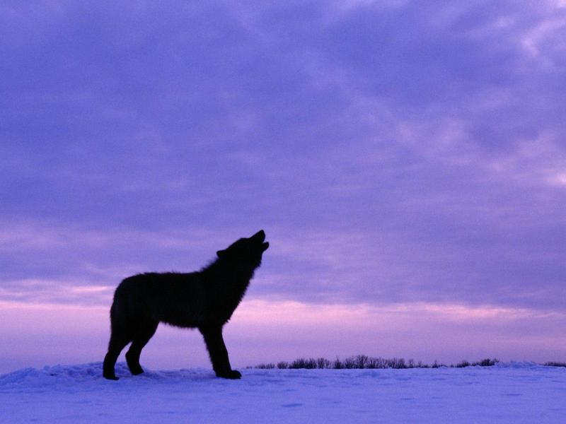 Twilight Howl, Black Wolf; DISPLAY FULL IMAGE.