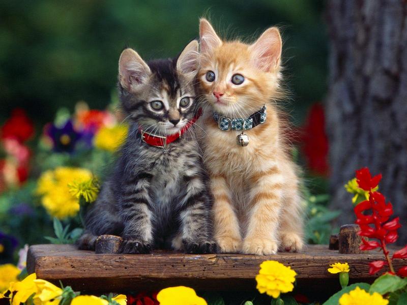 Two Cute (Kittens); DISPLAY FULL IMAGE.