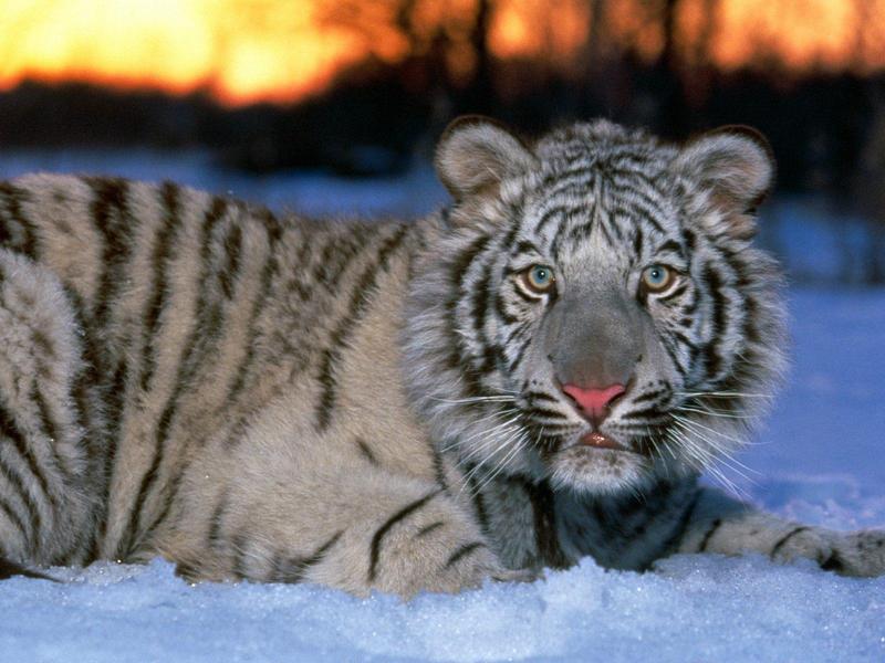 White Tiger Cub; DISPLAY FULL IMAGE.
