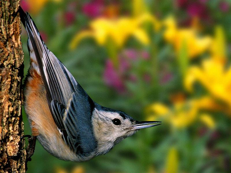 White-breasted Nuthatch, Louisville, Kentucky; DISPLAY FULL IMAGE.