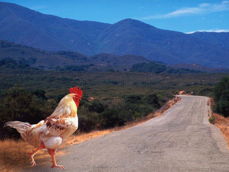 Why Did the Chicken Cross the Road; DISPLAY FULL IMAGE.