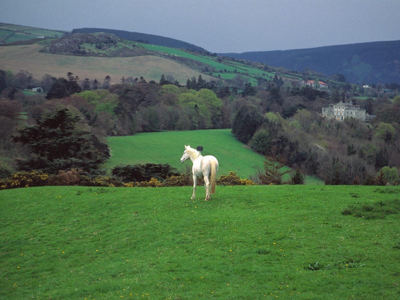 Wicklow Countryside Near Powerscourt Castle Ireland (Horse); DISPLAY FULL IMAGE.