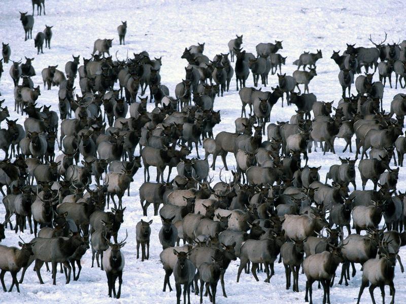 Winter Elk Herd, Grand Teton National Park; DISPLAY FULL IMAGE.