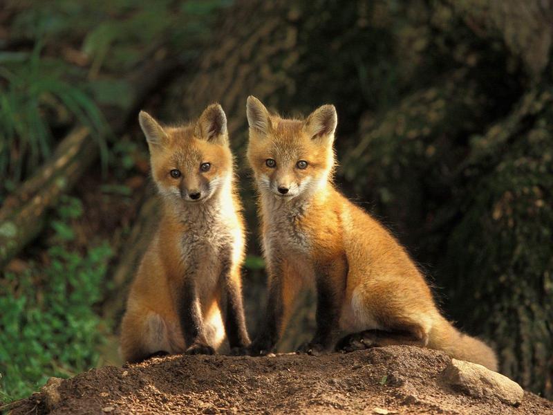 Young Red Fox Kits, Louisville, Kentucky; DISPLAY FULL IMAGE.