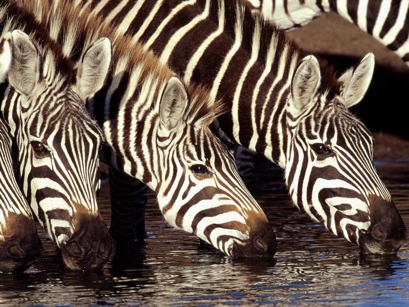 Zebras at the Water Hole, Kenya; DISPLAY FULL IMAGE.