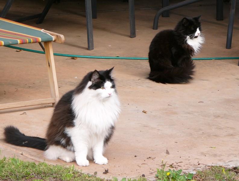 Men in black & white 1(cats); DISPLAY FULL IMAGE.