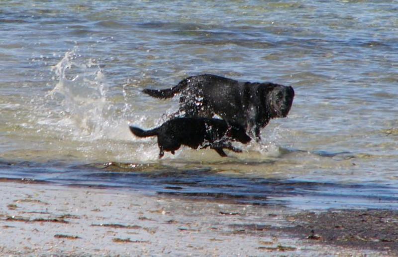 dogs at the beach; DISPLAY FULL IMAGE.