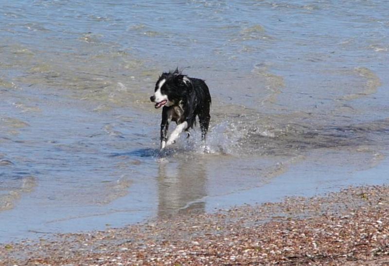 dog at the beach; DISPLAY FULL IMAGE.