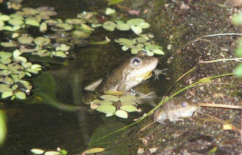 frogs 2; DISPLAY FULL IMAGE.