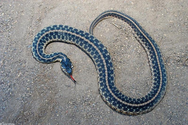 Eastern Garter Snake (Thamnophis sirtalis sirtalis); DISPLAY FULL IMAGE.